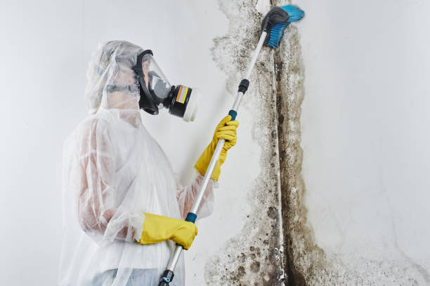 Best Fast Mold Removal  in Lake Leann, MI