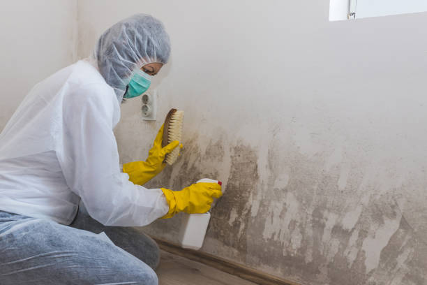 Best Certified Mold Removal  in Lake Leann, MI