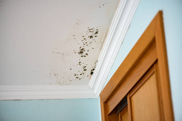 Best Mold Testing  in Lake Leann, MI